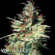 Vision Seeds Gouda's Grass AUTO AKA Delhi Cheese AUTO